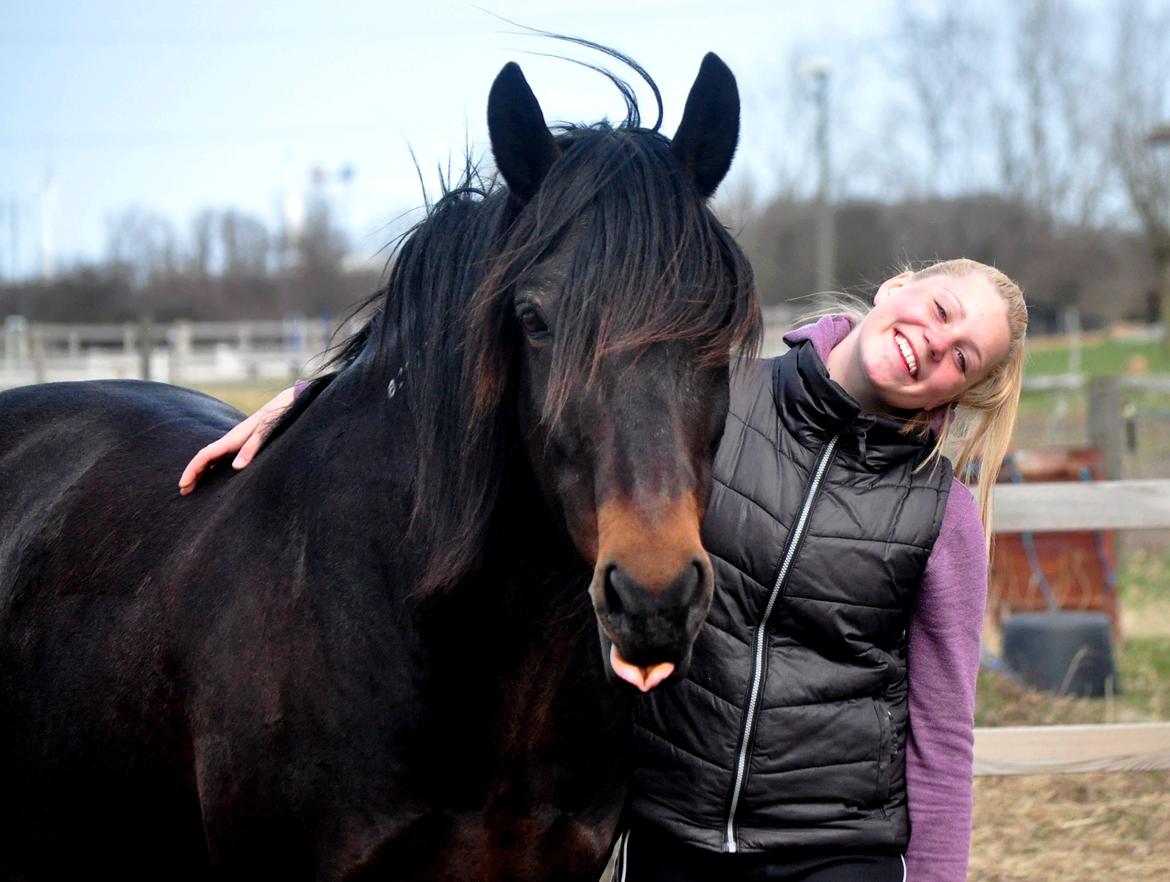 Koldblodstraver Bergtilda <3 *Tilde* | min prinsesse. - 15). Krikken og Frede <3 er de ikke bare sødeeee?! :)). | Fotograf: Nadja Larsen (mig). billede 15