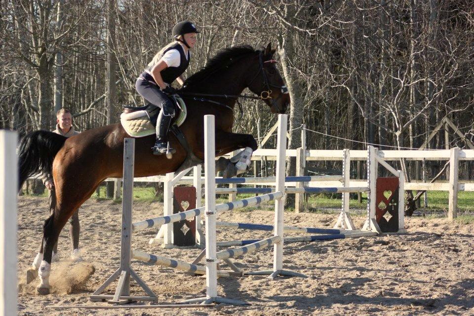 Dansk Varmblod Lillelunds Manja - Billed taget af Marie Mejlby Rasmussen. 

Spring kursus April 2013 billede 5