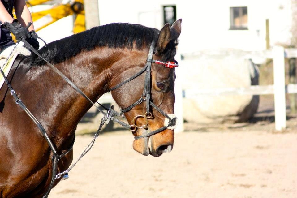 Dansk Varmblod Lillelunds Manja - Billed taget af Marie Mejlby Rasmussen billede 6