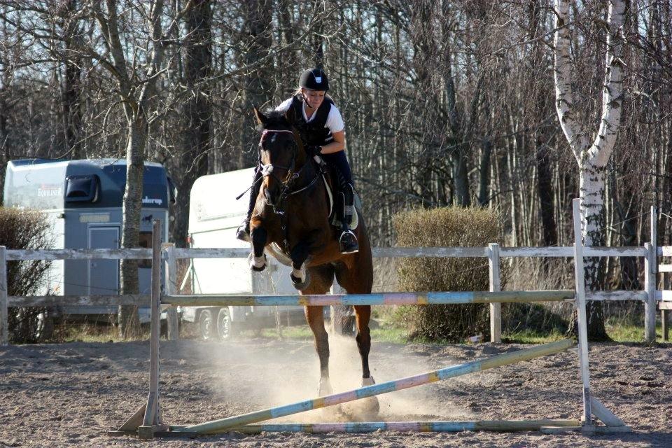 Dansk Varmblod Lillelunds Manja - Billed taget af Marie Mejlby Rasmussen billede 7