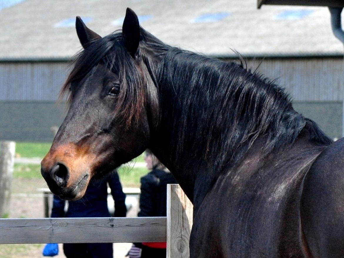 Koldblodstraver Bergtilda <3 *Tilde* | min prinsesse. - 14). OMG! | Fotograf: Nadja Larsen (mig). billede 14