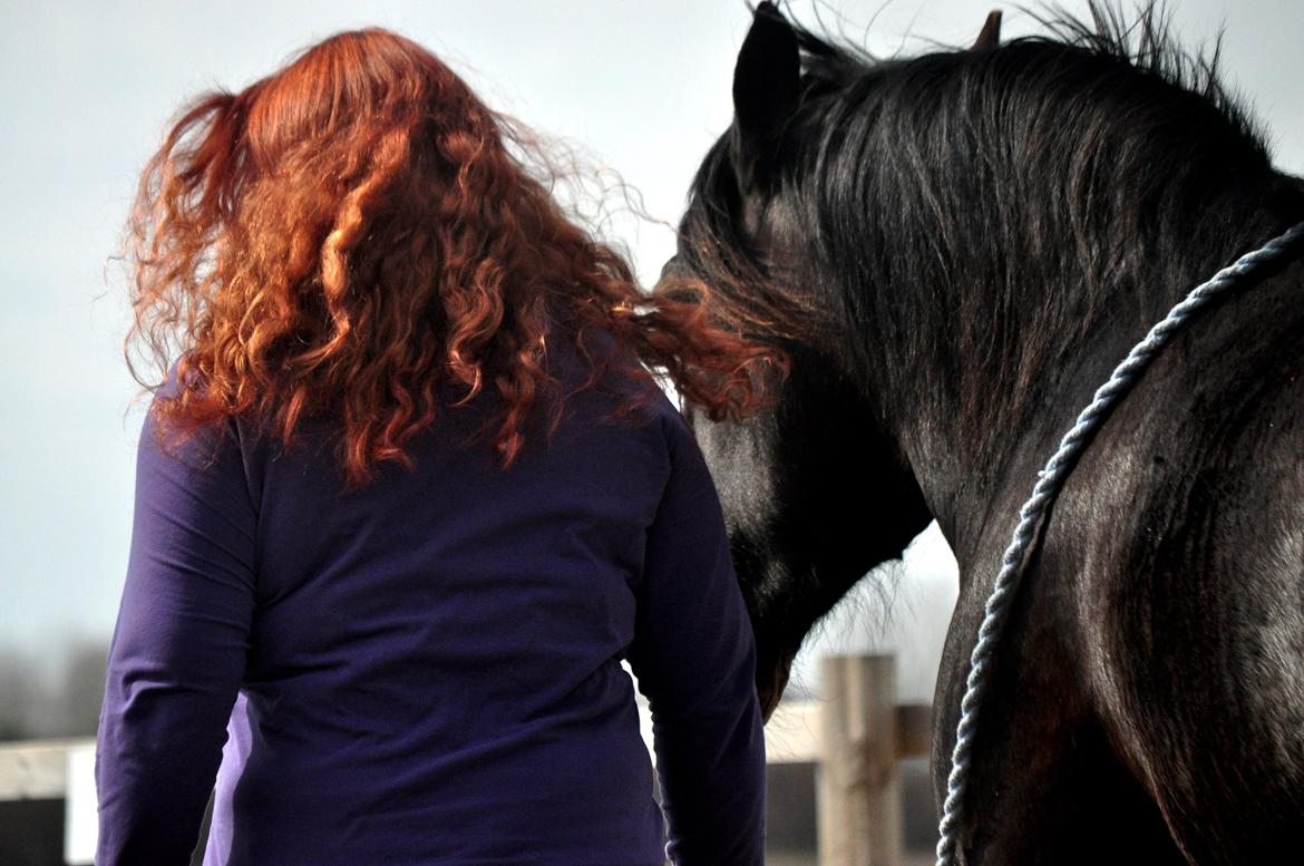 Koldblodstraver Bergtilda <3 *Tilde* | min prinsesse. - 20). Vi følges ad, det vil vi altid gøre <3. | Fotograf: Frederikke Rasmussen m. mit kamera. billede 20