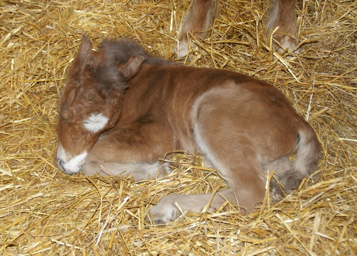 Dansk Miniature RKG Killers Blue Eyed Masterpiece - Det er godt nok hårdt sådan at spise og blive kløet. Godnat.  billede 4