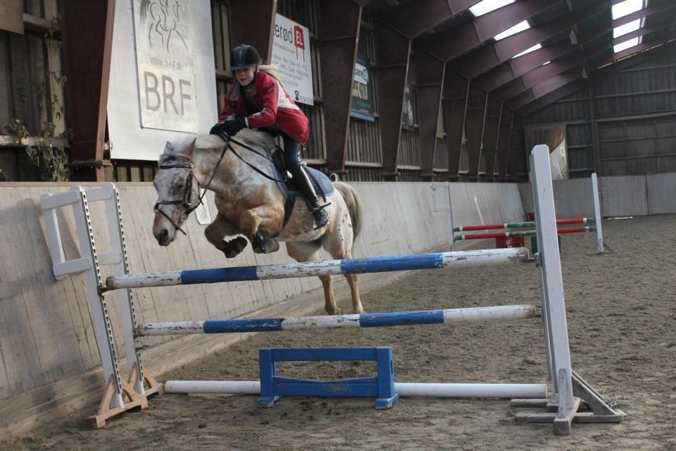 Appaloosa Plet - Springtræning - 2013 (1,10 cm.) billede 14