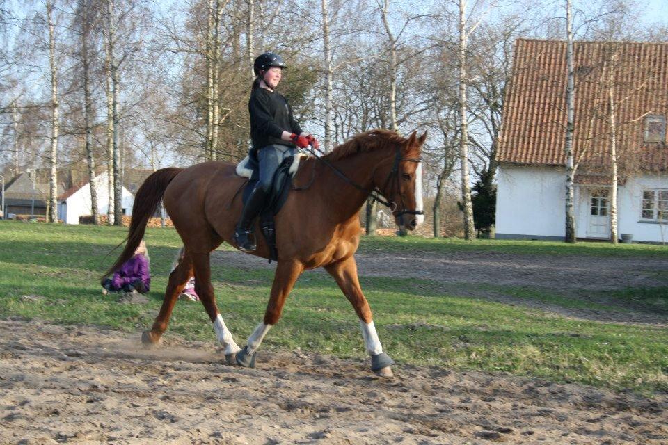 Dansk Varmblod Elbækgaards Roska <3 billede 14