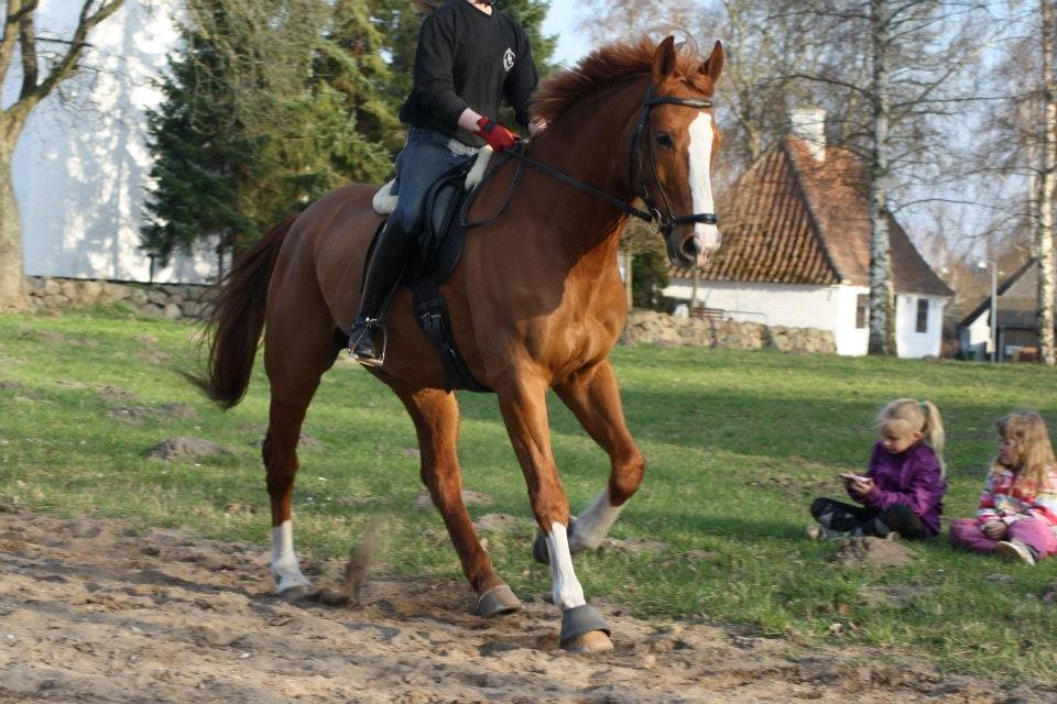 Dansk Varmblod Elbækgaards Roska <3 - Velkommen til Roskas profil :) billede 1