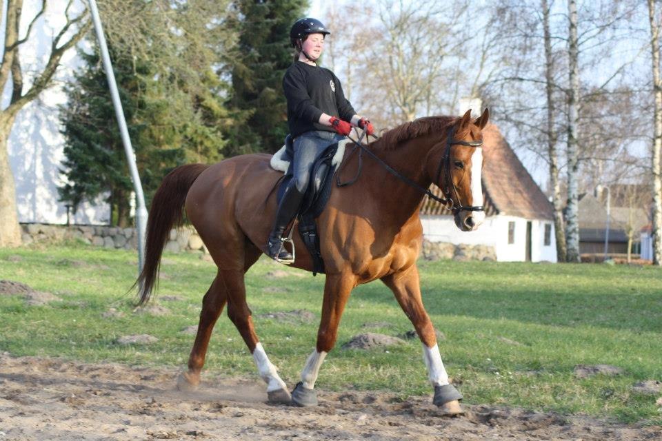 Dansk Varmblod Elbækgaards Roska <3 billede 8