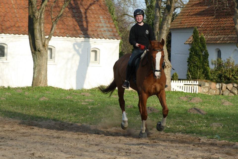 Dansk Varmblod Elbækgaards Roska <3 billede 11