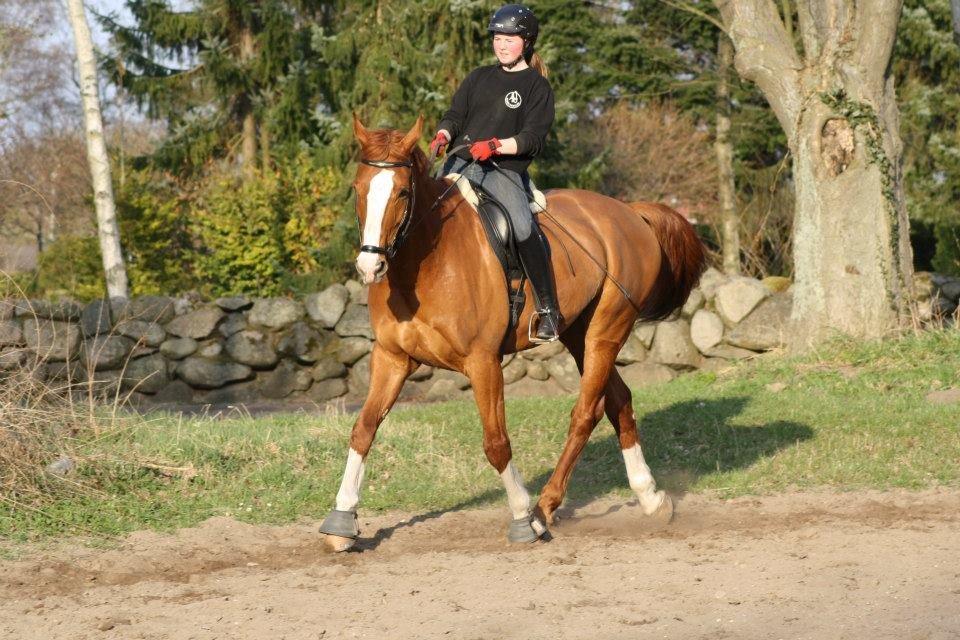 Dansk Varmblod Elbækgaards Roska <3 billede 15