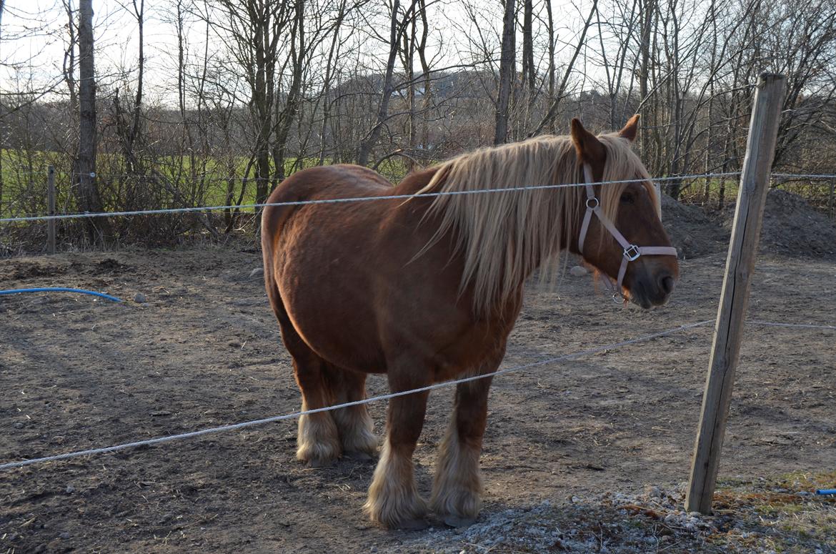 Jyde Mary billede 13