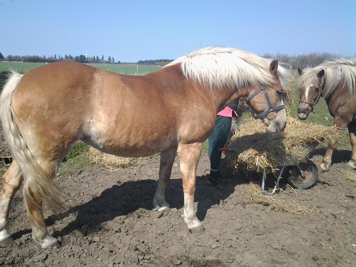 Haflinger Stald Gammel Lys' Ayla billede 8