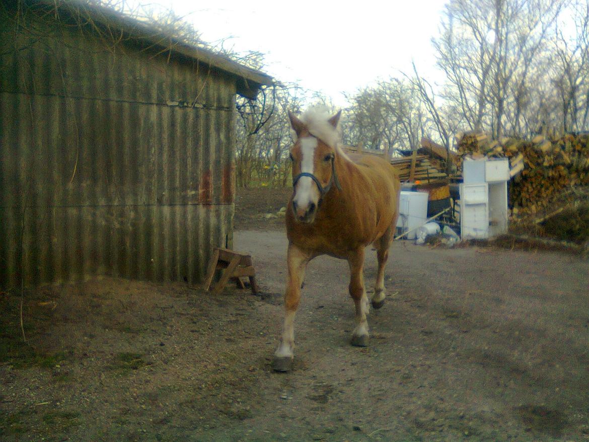 Haflinger Stald Gammel Lys' Ayla - På vej ind fra folden:) billede 13
