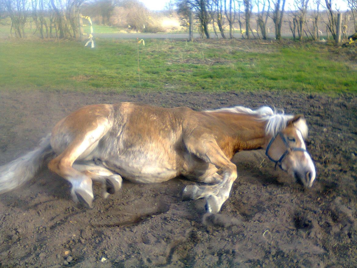 Haflinger Stald Gammel Lys' Ayla - :D billede 3