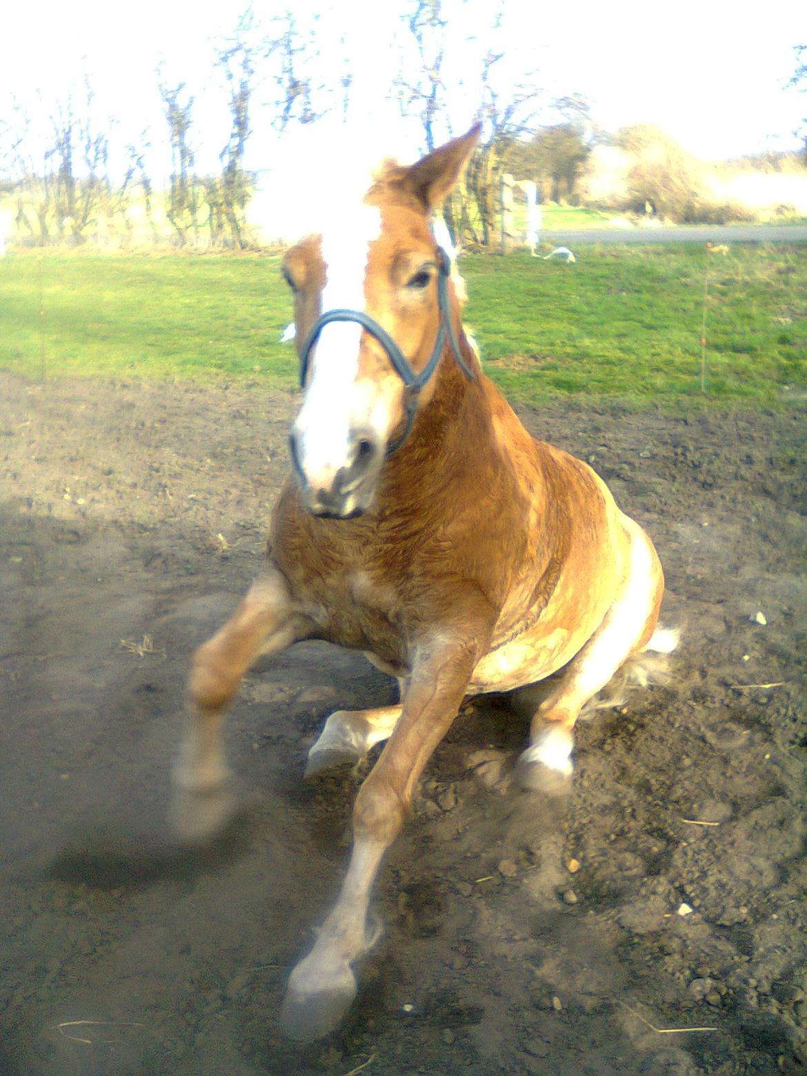 Haflinger Stald Gammel Lys' Ayla - Når Ayla skal om på den anden side, og rulle :)  billede 6