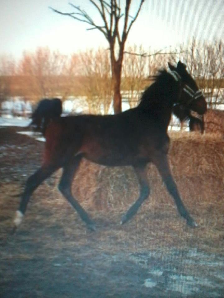 Anden særlig race Bette my<3 - hun bliver sgu fin <3 billede 2