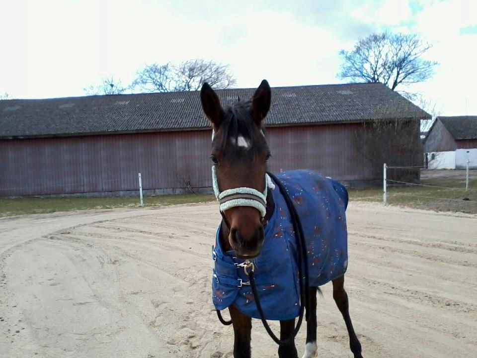 Anden særlig race Bette my<3 - lidt billeder fra HMS træning med hende:)<3

foto: mig billede 3