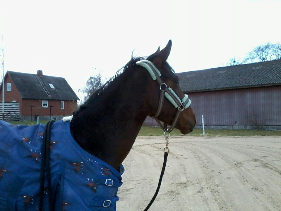 Anden særlig race Bette my<3 - foto: mig billede 12