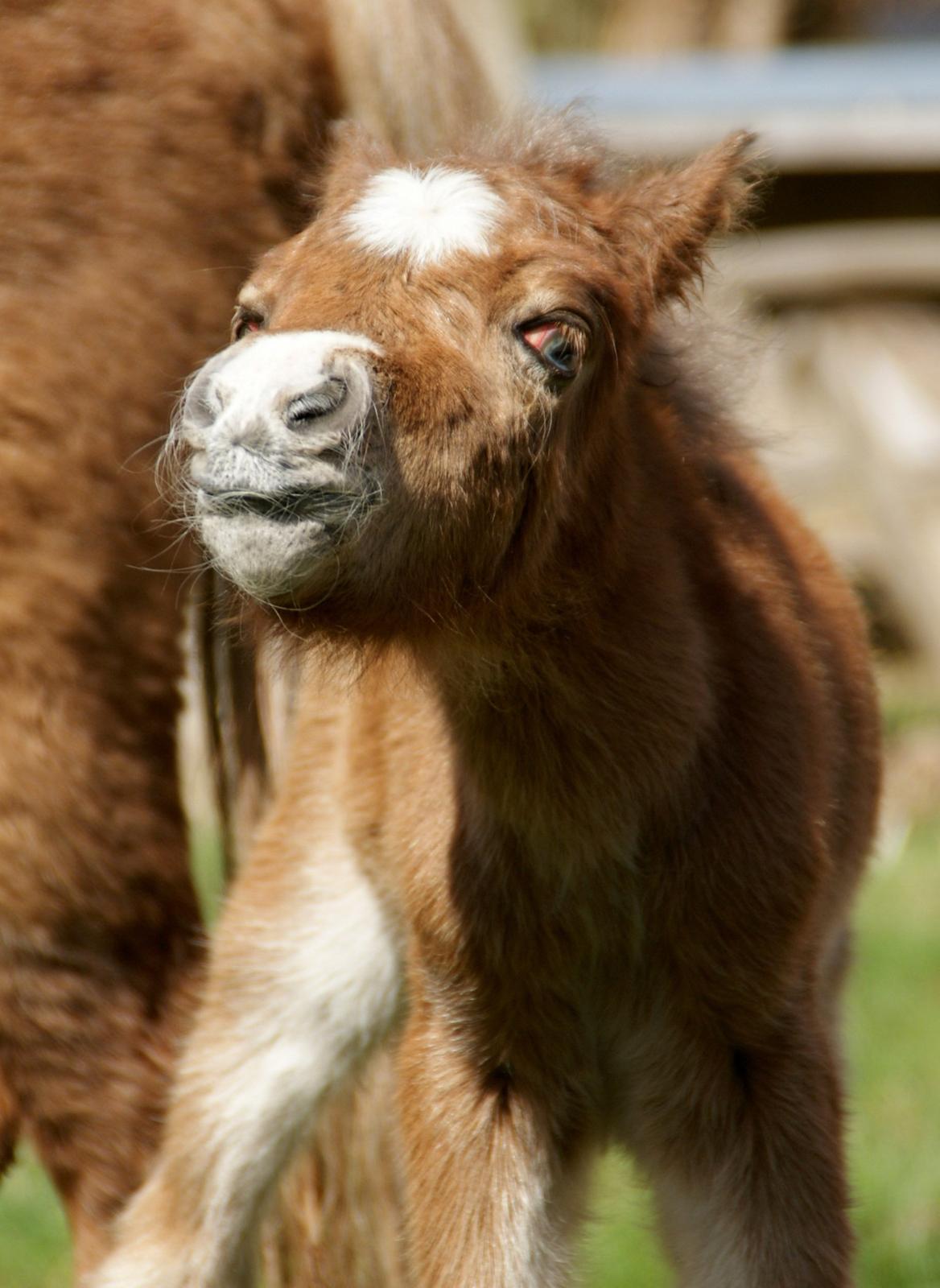 Dansk Miniature RKG Killers Blue Eyed Masterpiece - Prust, jeg forstår ikke min mor spiser det der grønne halm, det kilder i næsen.  billede 6