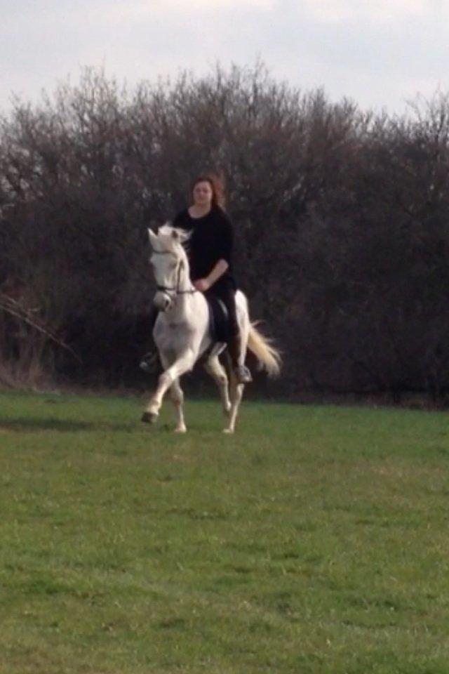 Hollandsk Sportspony Greyhound "pony" billede 2