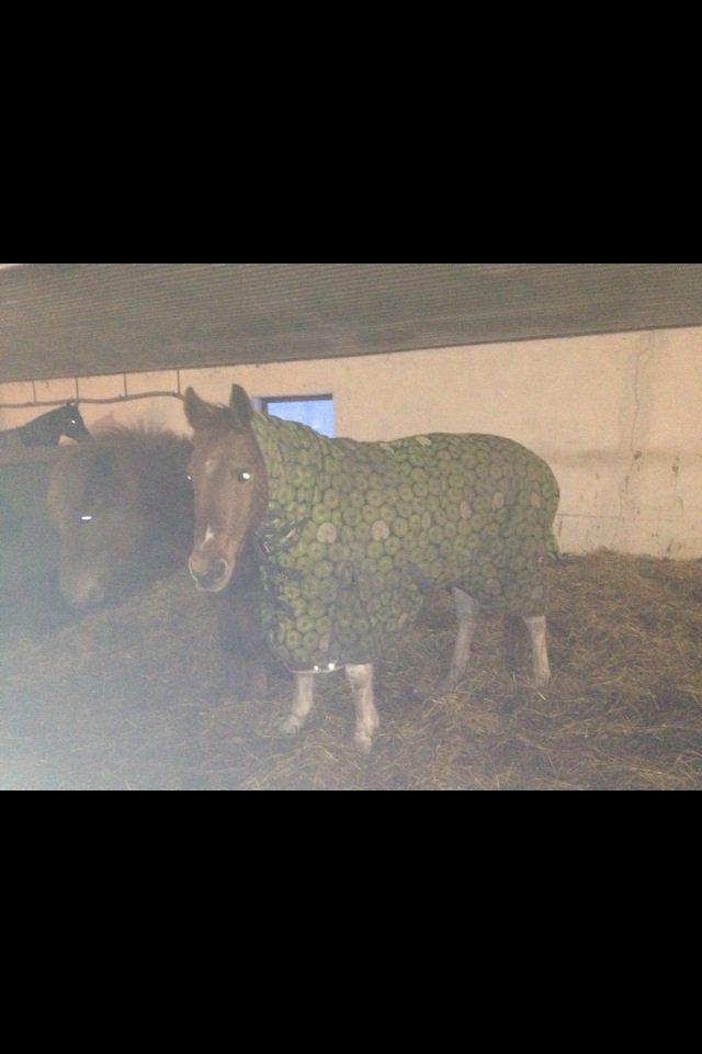 Anden særlig race T-bone billede 1