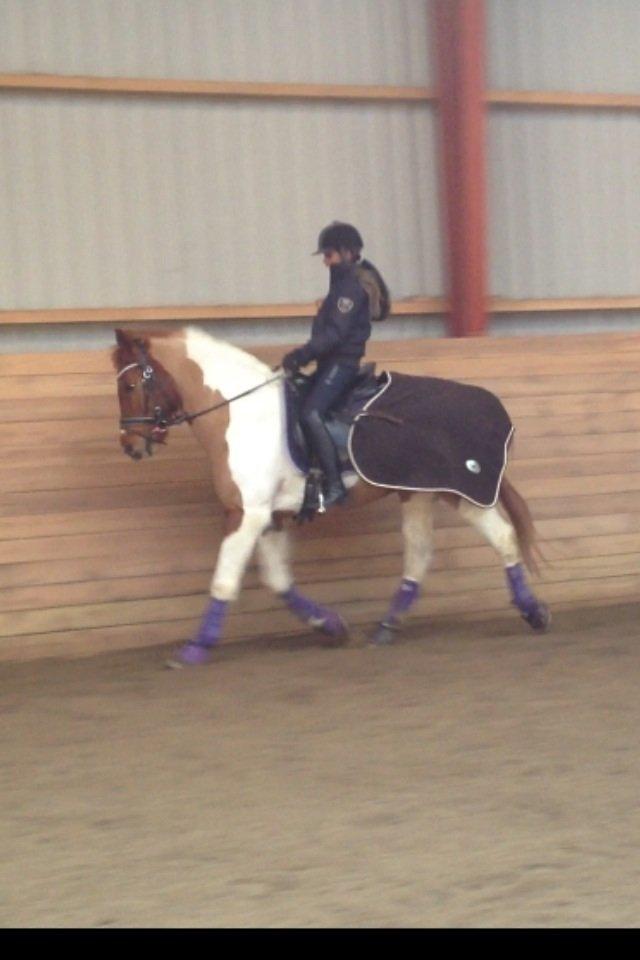 Anden særlig race T-bone billede 2