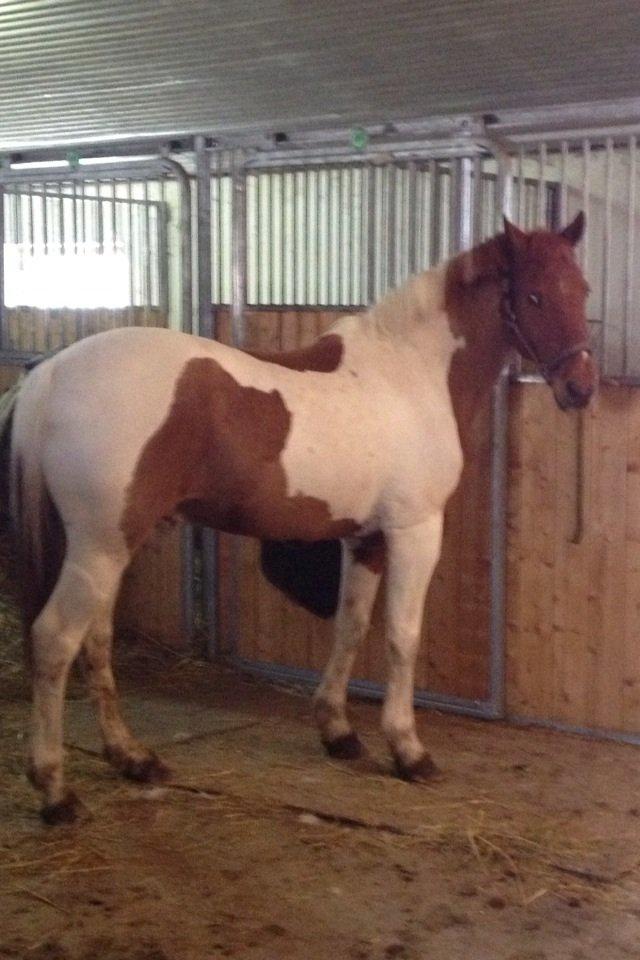 Anden særlig race T-bone billede 3