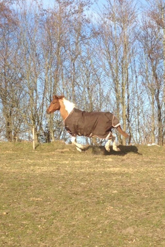 Anden særlig race T-bone billede 4