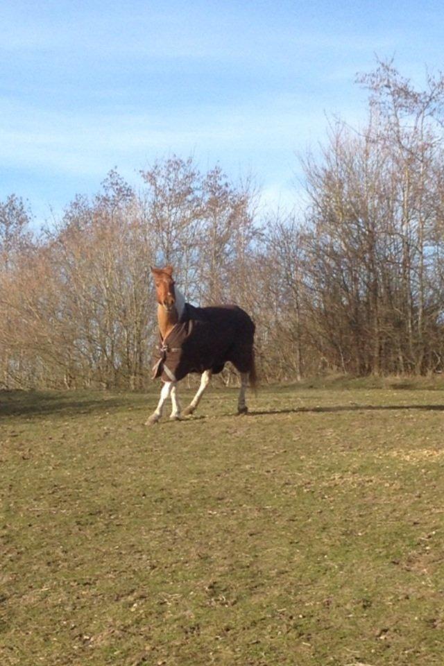 Anden særlig race T-bone billede 5