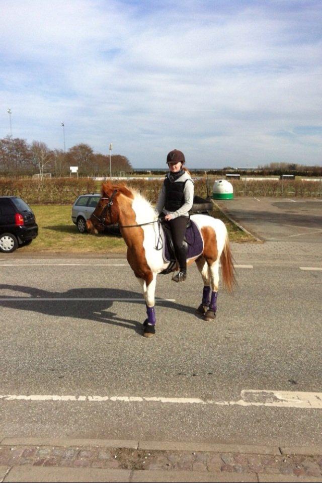 Anden særlig race T-bone billede 6