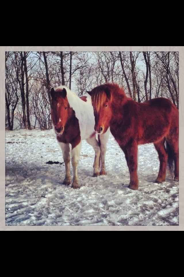 Anden særlig race T-bone billede 7