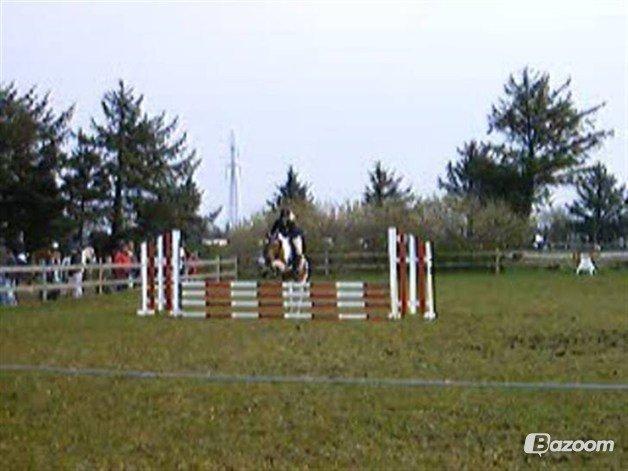 Anden særlig race T-bone billede 8