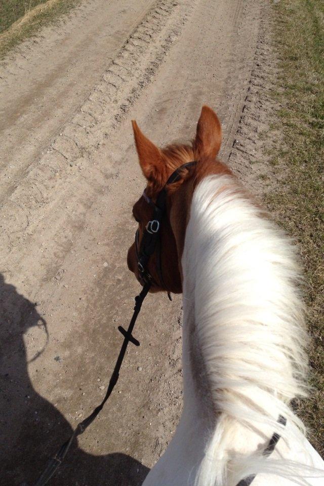 Anden særlig race T-bone billede 9