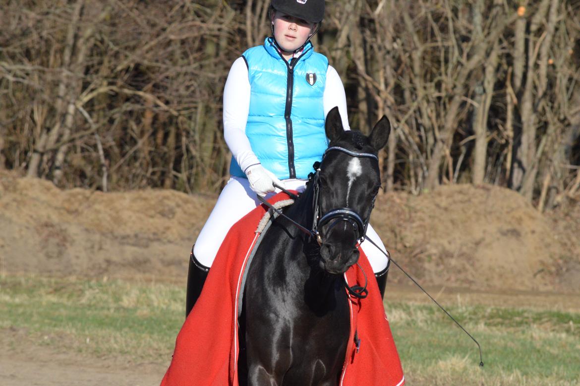 Welsh Pony af Cob-type (sec C) Zemtao-hougård  SOLGT - Opvarmning til vores første LA1 og vores første distriktstævne 20-04-2013 billede 15