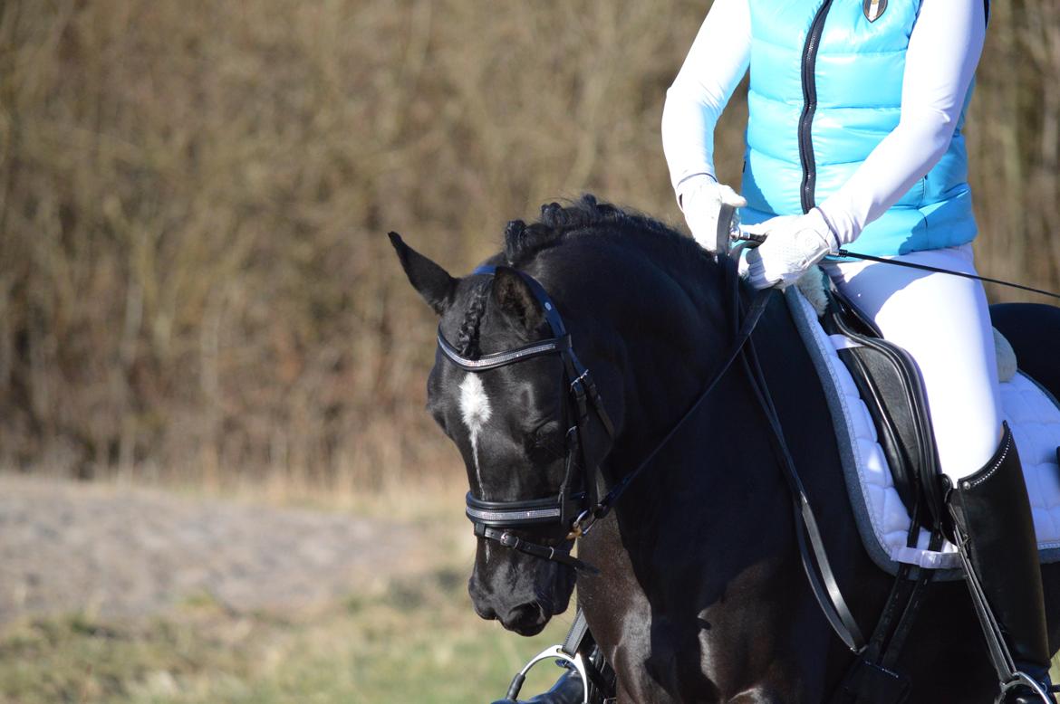 Welsh Pony af Cob-type (sec C) Zemtao-hougård  SOLGT billede 16