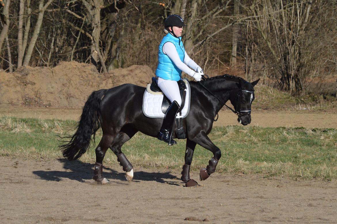 Welsh Pony af Cob-type (sec C) Zemtao-hougård  SOLGT billede 17