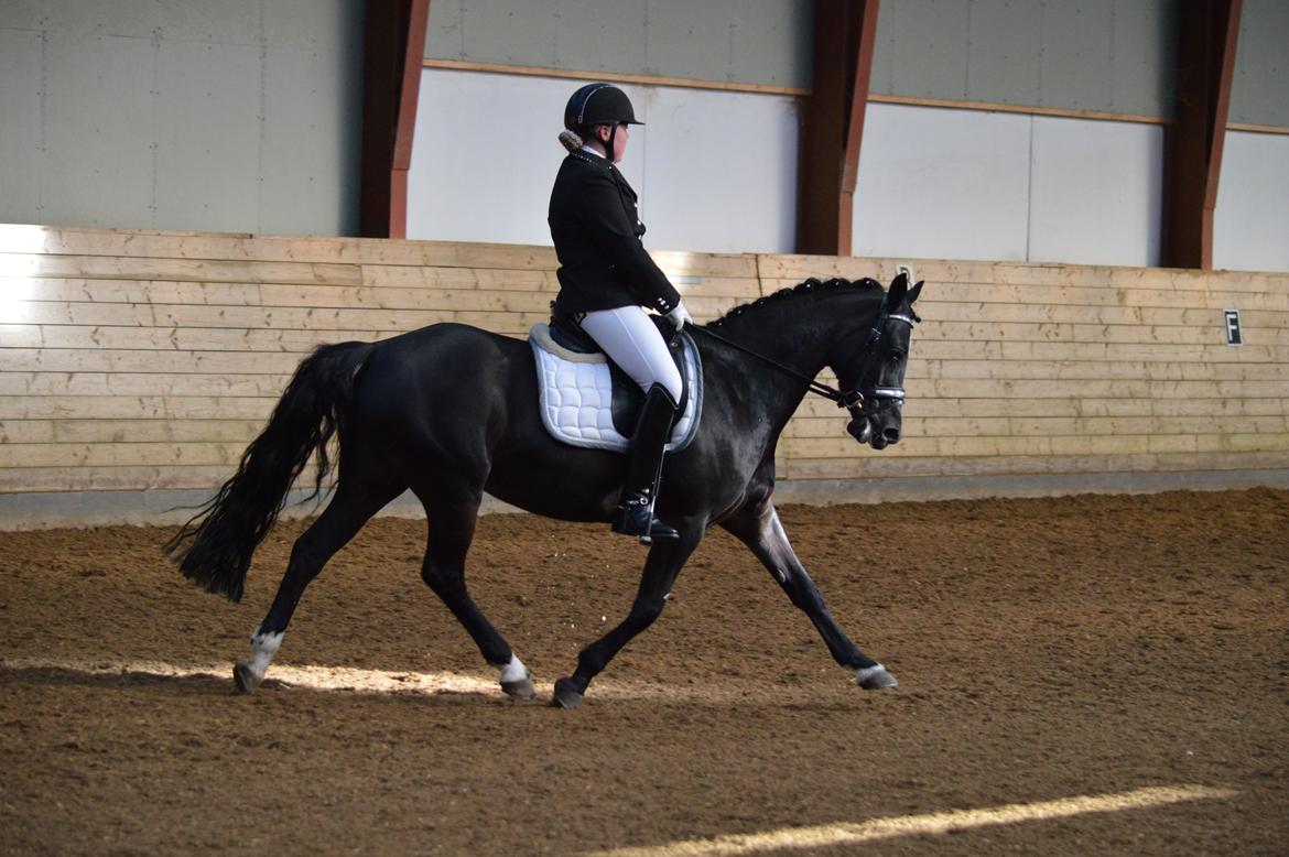 Welsh Pony af Cob-type (sec C) Zemtao-hougård  SOLGT billede 19