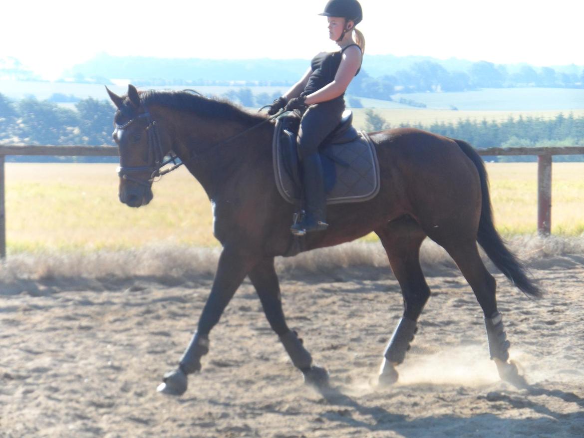 Dansk Varmblod Gredstedgårds Regitze billede 5