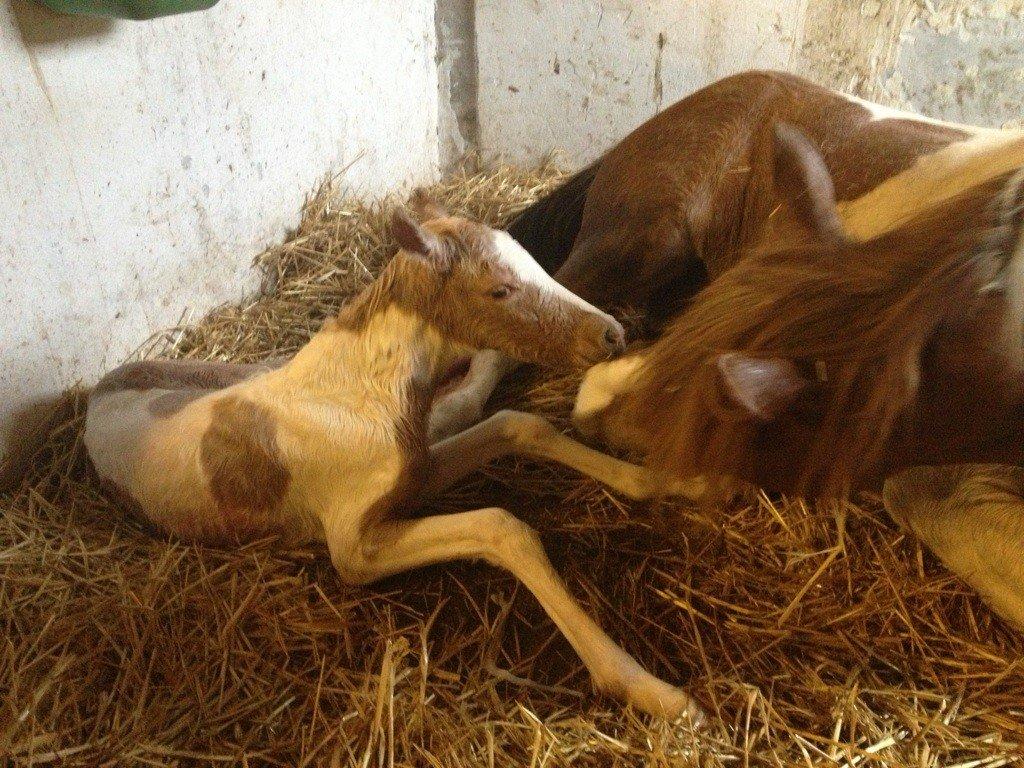 Welsh Partbred (Sec F) Brattensborgs Salsa billede 1