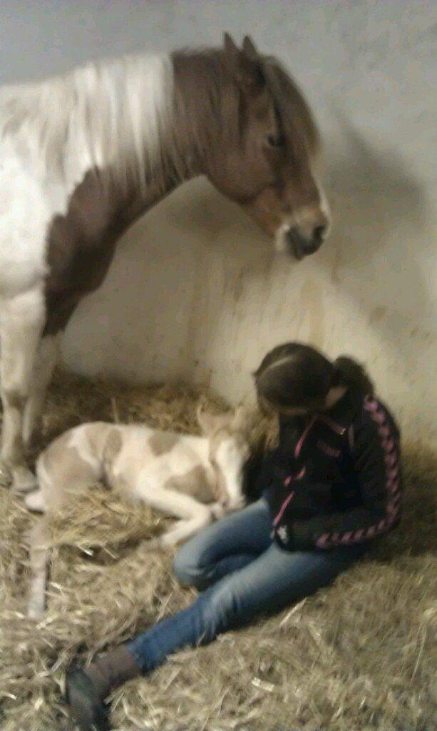 Welsh Partbred (Sec F) Brattensborgs Salsa billede 2