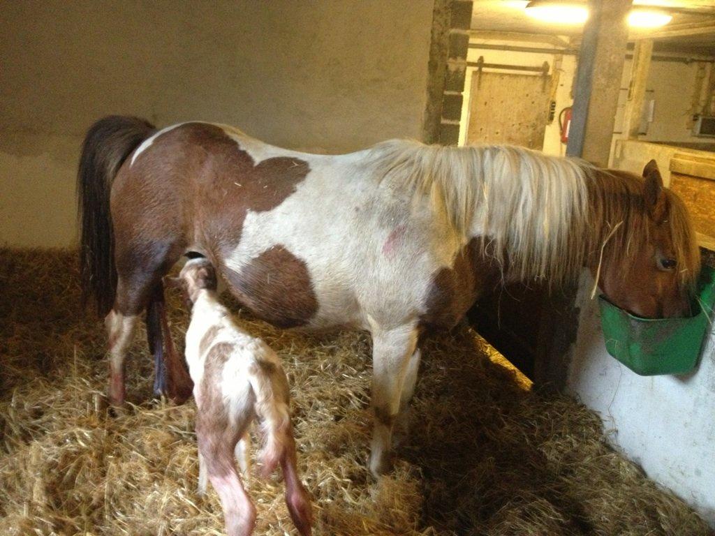 Welsh Partbred (Sec F) Brattensborgs Salsa billede 3