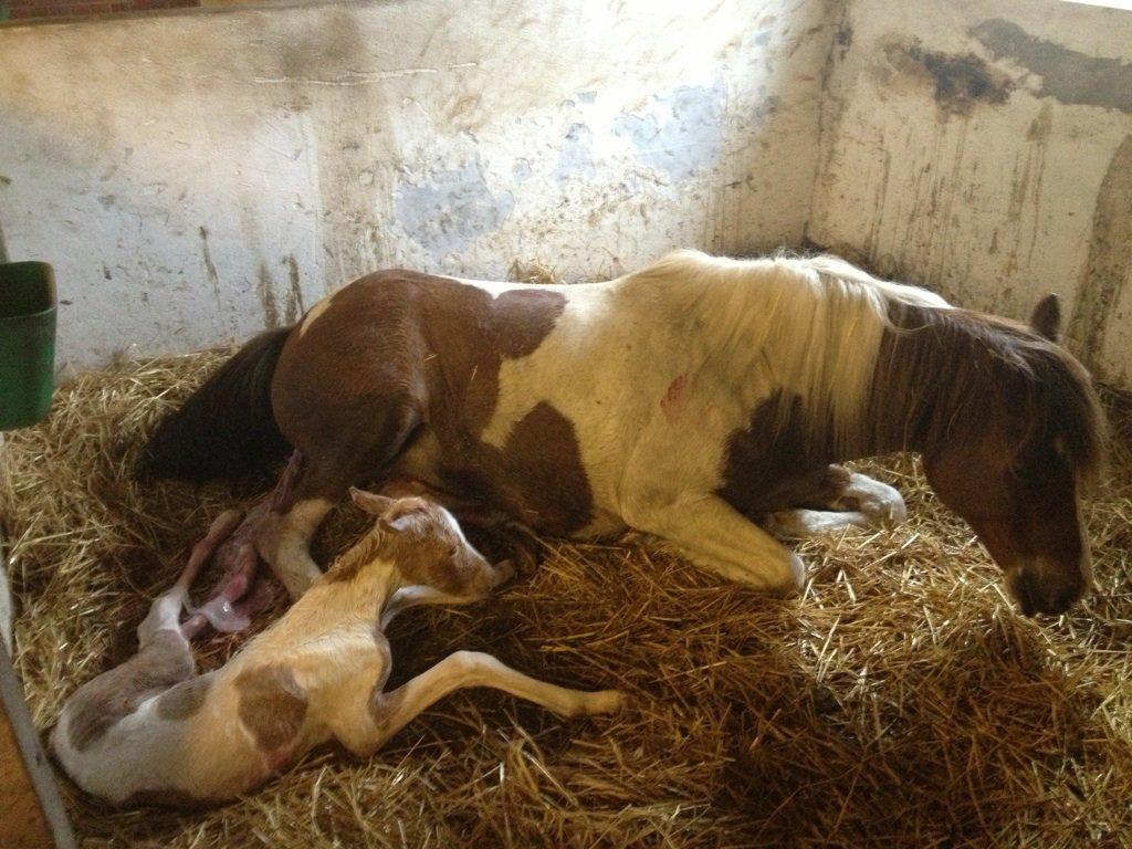 Welsh Partbred (Sec F) Brattensborgs Salsa billede 4
