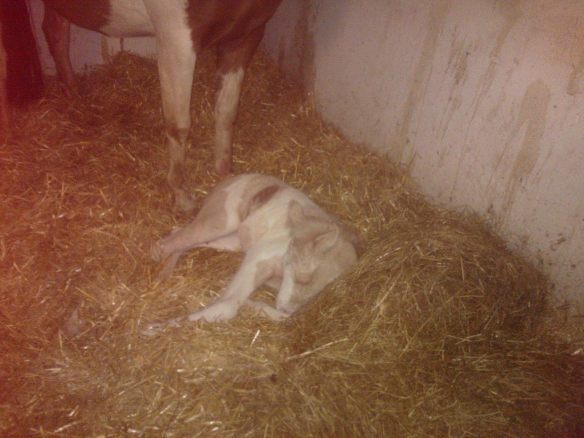 Welsh Partbred (Sec F) Brattensborgs Salsa billede 5