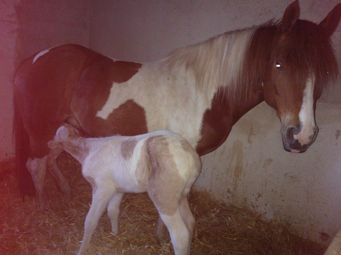 Welsh Partbred (Sec F) Brattensborgs Salsa billede 6