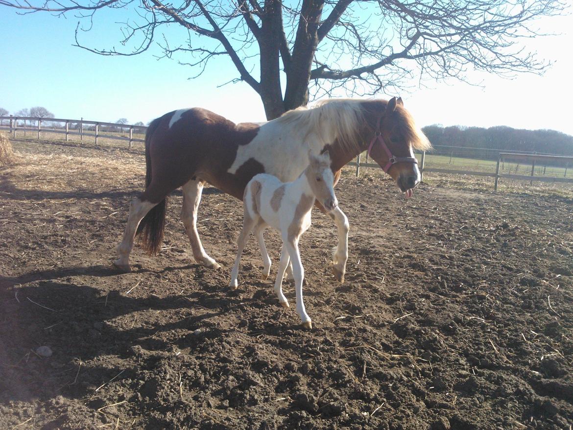 Welsh Partbred (Sec F) Brattensborgs Salsa billede 7
