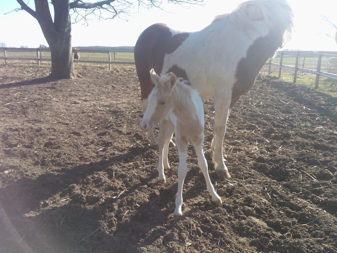 Welsh Partbred (Sec F) Brattensborgs Salsa billede 8
