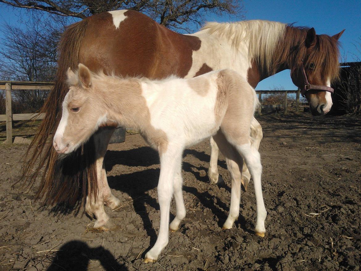 Welsh Partbred (Sec F) Brattensborgs Salsa billede 9