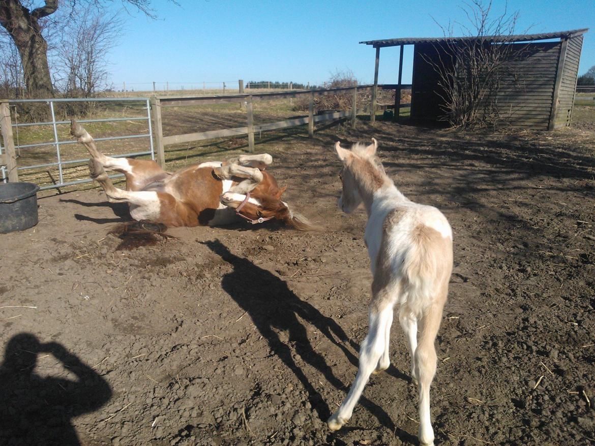 Welsh Partbred (Sec F) Brattensborgs Salsa billede 10