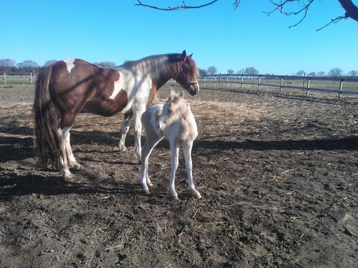 Welsh Partbred (Sec F) Brattensborgs Salsa billede 11