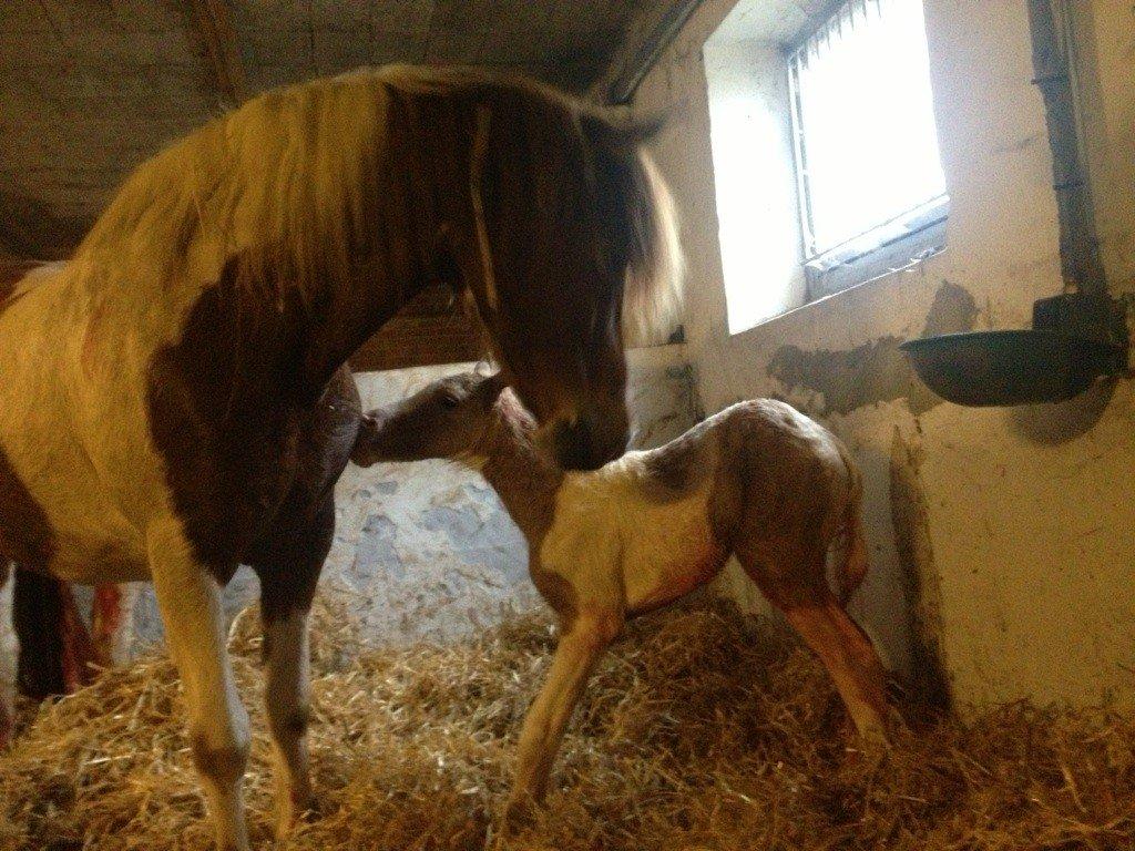 Welsh Partbred (Sec F) Brattensborgs Salsa billede 12