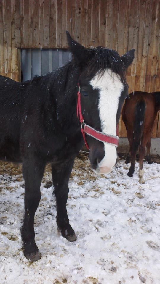 Tinker Jesper billede 19